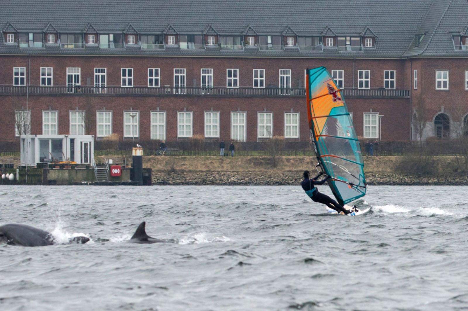 Valentin Böcklers einzigartiges Elebnis: Windsurfen mit Delfinen an der Ostsee 